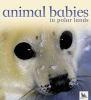 Animal_babies_in_polar_lands