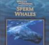 Sperm_whales